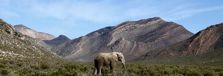 Landscape of South Africa with an elephant and mountains