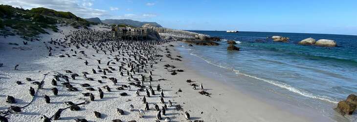 Penguin colony on Boulders Beach, Cape Town, South Africa