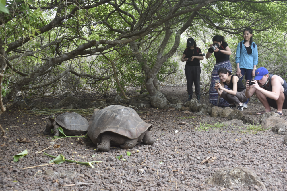 Students take picture of a tortoise in the Galapagos 