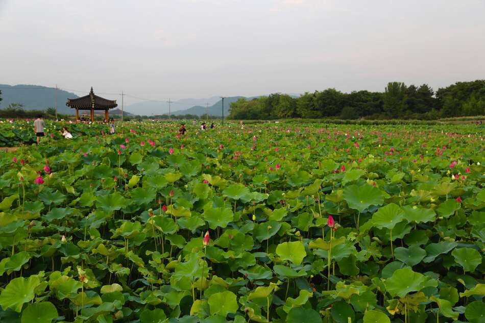 Wolji Pond