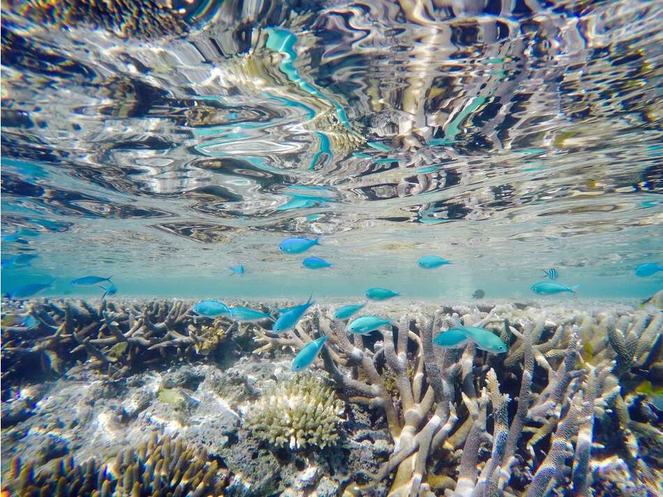 Underwater view of Great Barrier Reef