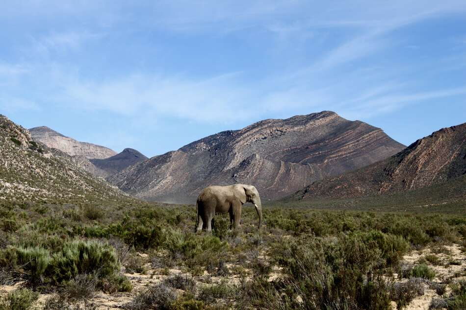 Elephant