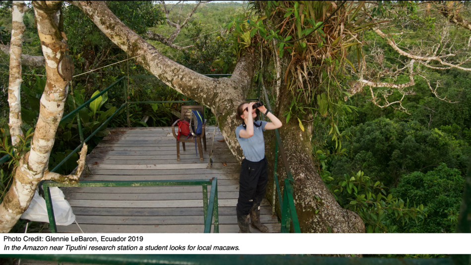 In the Amazon near Tiputini research station a student looks for local macaws.