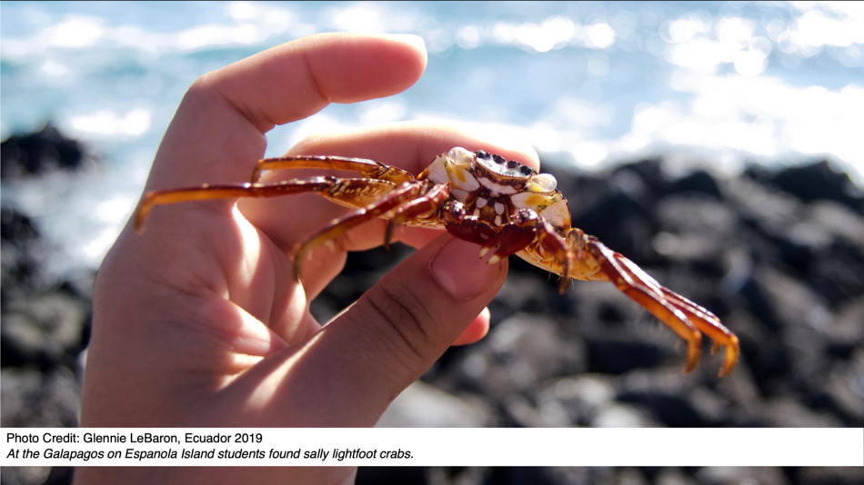 At the Galapagos on Espanola Island students found sally lightfoot crabs.