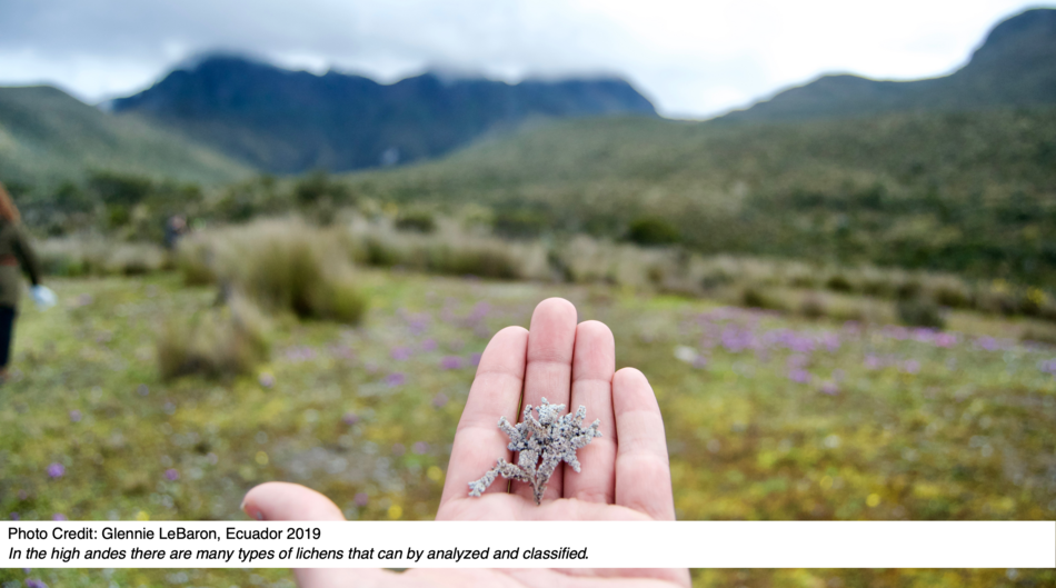 In the high andes there are many types of lichens that can by analyzed and classified.