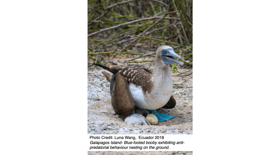 Galapagos Island- Blue-footed booby exhibiting anti-predatorial behaviour nesting on the ground.